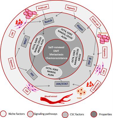 Reporters of Cancer Stem Cells as a Tool for Drug Discovery